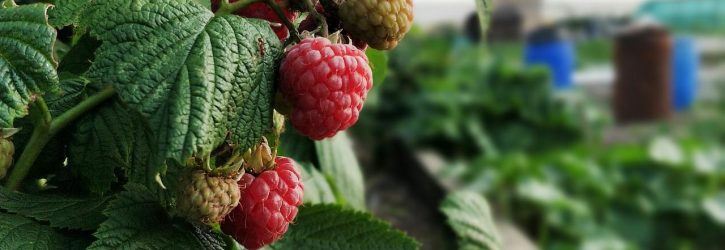 raspberry, raspberries, garden-2520215.jpg